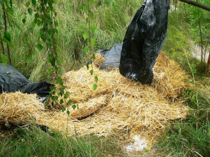 Мертвих свиней у пакетах на трасі біля села Зняцьово не знайшли – 04