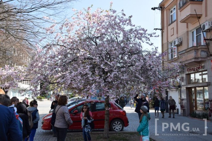 Мукачівці та гості міста вже милуються цвітінням сакур та магнолій – 09