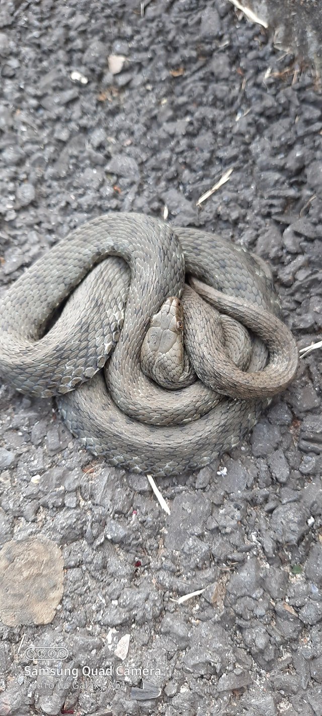 Виповзла на велодоріжку: на набережній Мукачева сфотографували змію – 03
