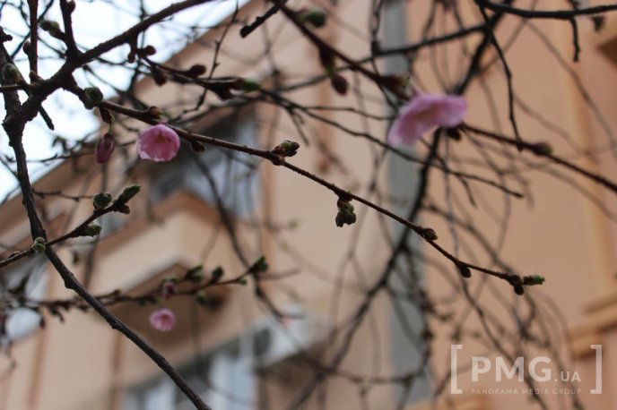 У Мукачеві вже розквітла перша сакура – 01