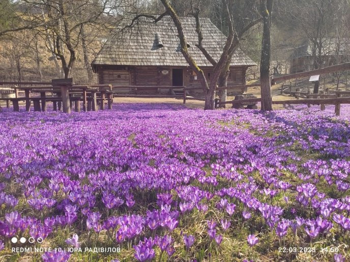 На Закарпатті надзвичайна краса: одночасно квітнуть дві топові туристичні локації – 03