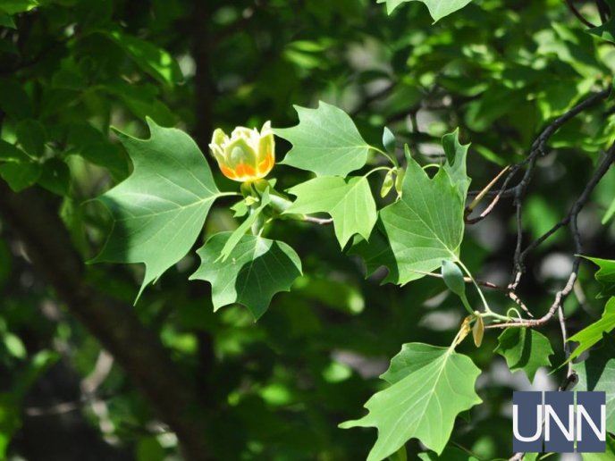 В Ужгороді квітне тюльпанове дерево – 06