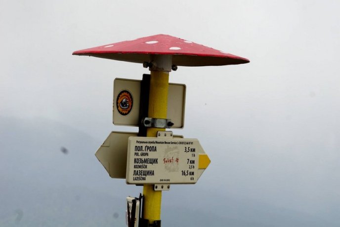 У горах зацвіла червона рута: дивовижні фото – 03