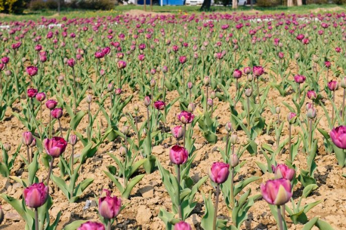 В Ужгороді розцвітають тюльпани – 04