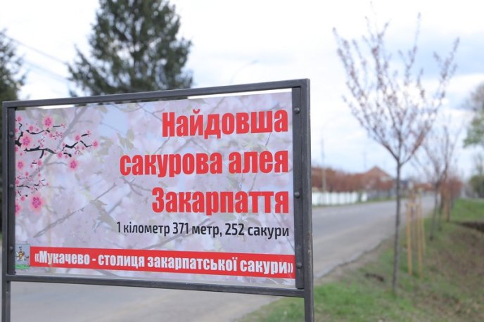 У Мукачеві біля сакур встановили туристичні таблички – 03