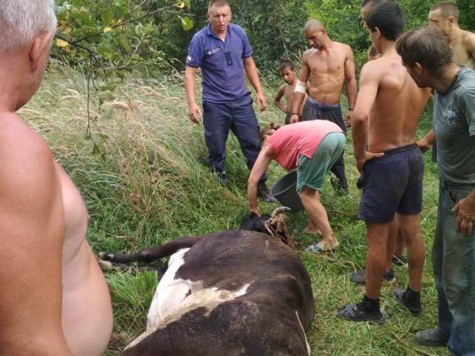 Будні рятувальників: як на Берегівщині корову з каналізаційного люку рятували – 04