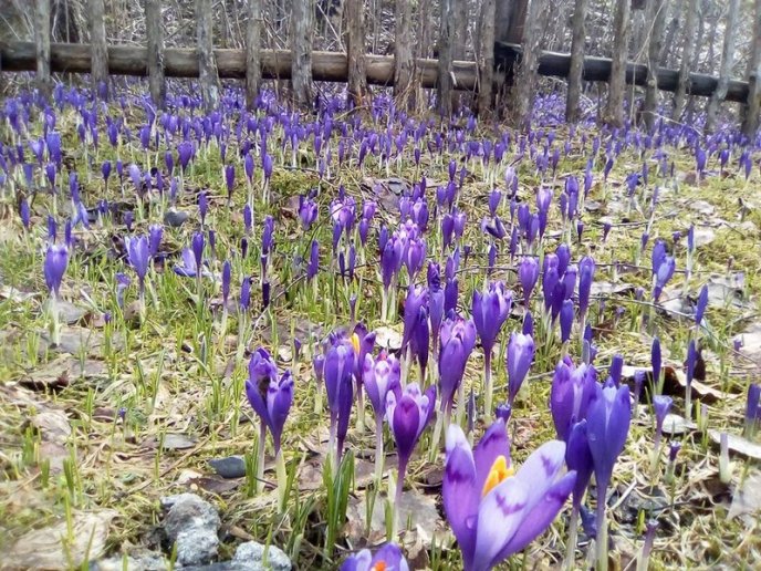 У мальовничій Колочаві почали масово квітнути крокуси – 04