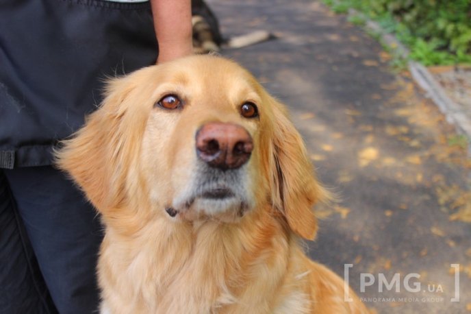 Збірна Франції перемогла на чемпіонаті світу зі слідової роботи службових собак – 24