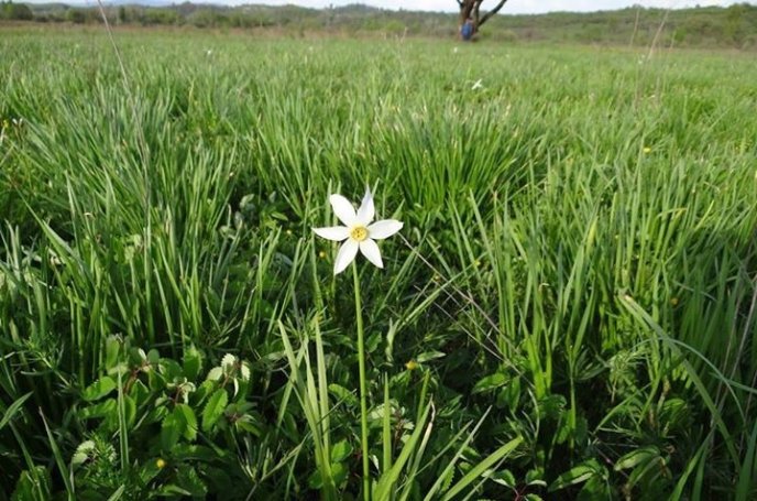 В Долині нарцисів зацвіли перші квіти – 03
