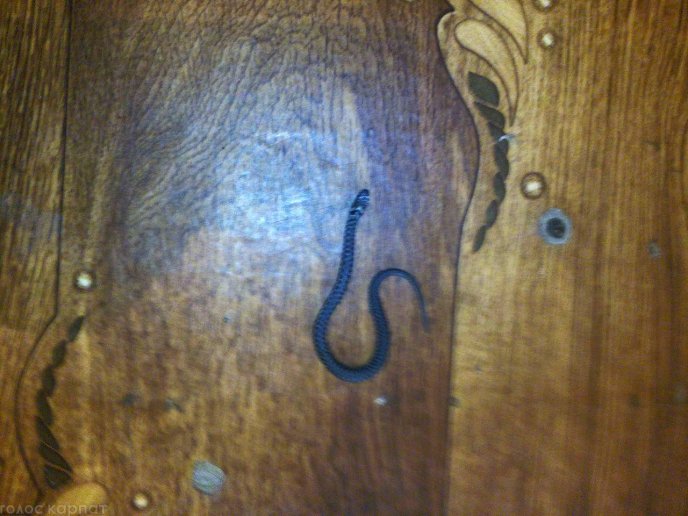 У центральній частині Мукачева до оселі жінки заповзла змія – 02