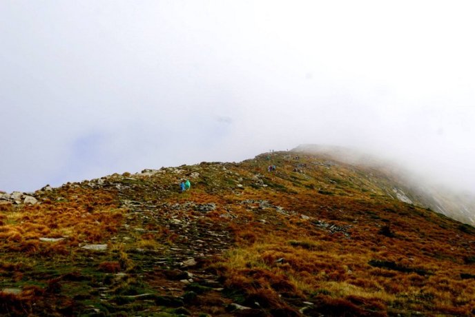 У горах зацвіла червона рута: дивовижні фото – 07