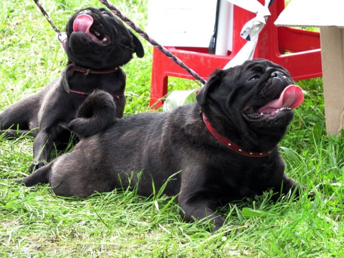 У Мукачеві відбулася масштабна виставка собак – 11