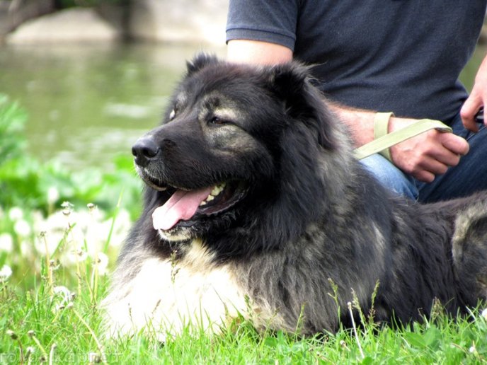 У Мукачеві відбулася масштабна виставка собак – 17