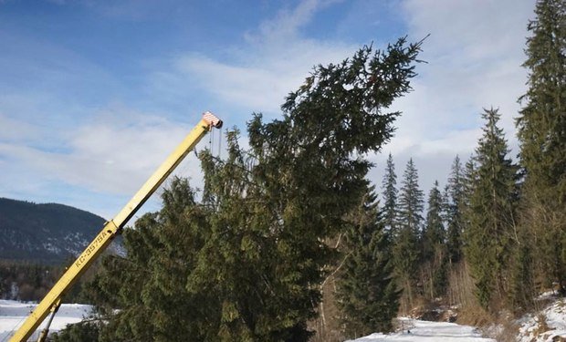 Головну Новорічну ялинку Закарпаття вже зрубали на Рахівщині і везуть до Ужгорода  – 01 Головну Новорічну ялинку Закарпаття вже зрубали на Рахівщині і везуть до Ужгорода  – 01