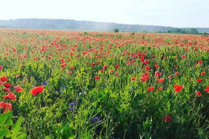 У Мукачеві з’явилася неймовірна локація для фото – 02 У Мукачеві з’явилася неймовірна локація для фото – 02