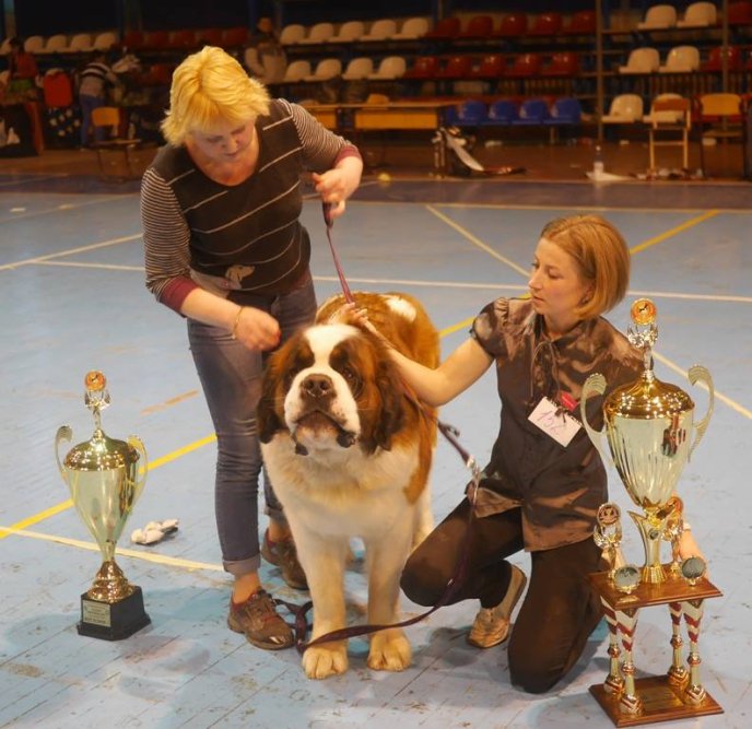 В Ужгороді визначили переможця Міжнародної виставки собак – 23