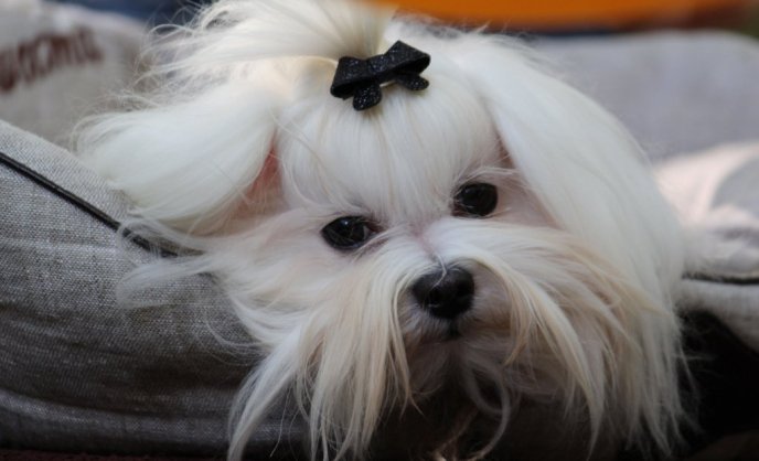 В Ужгороді проходить виставка собак "Зірка Закарпаття" – 01