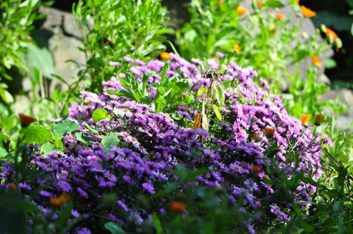 На площах Ужгорода висадили 1500 кущів хризантем – 03