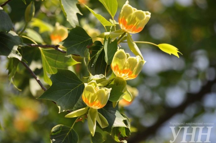 В Ужгороді зацвіло тюльпанове дерево – 03