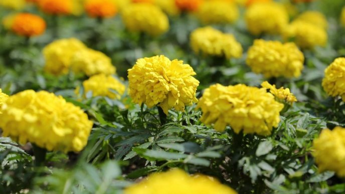 У центрі Мукачева висадили сотні квітів – 09