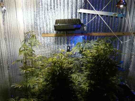 У Чопі чоловік виготовляв наркотики. Якби встиг продати – отримав би мільйон гривень – 02 У Чопі чоловік виготовляв наркотики. Якби встиг продати – отримав би мільйон гривень – 02