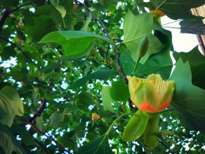 Тюльпанові дерева вже квітнуть у Мукачеві – 10