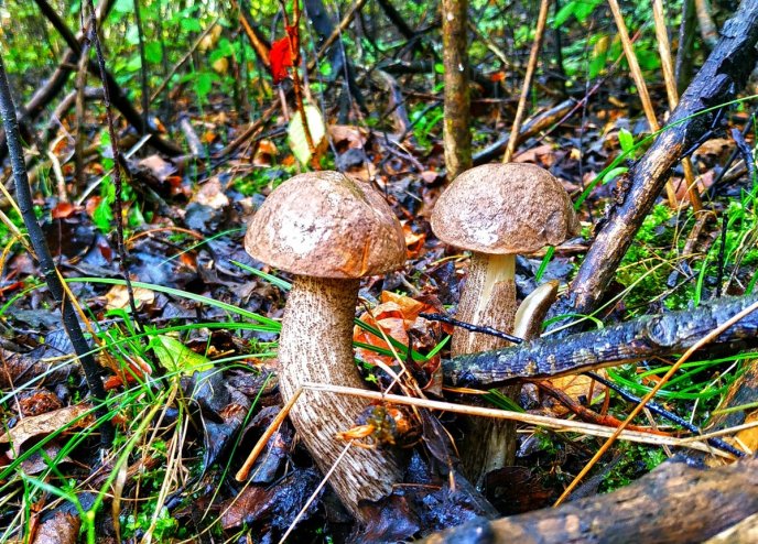 Грибний сезон на Закарпатті: в яких районах вже збирають гриби – 01 Грибний сезон на Закарпатті: в яких районах вже збирають гриби – 01
