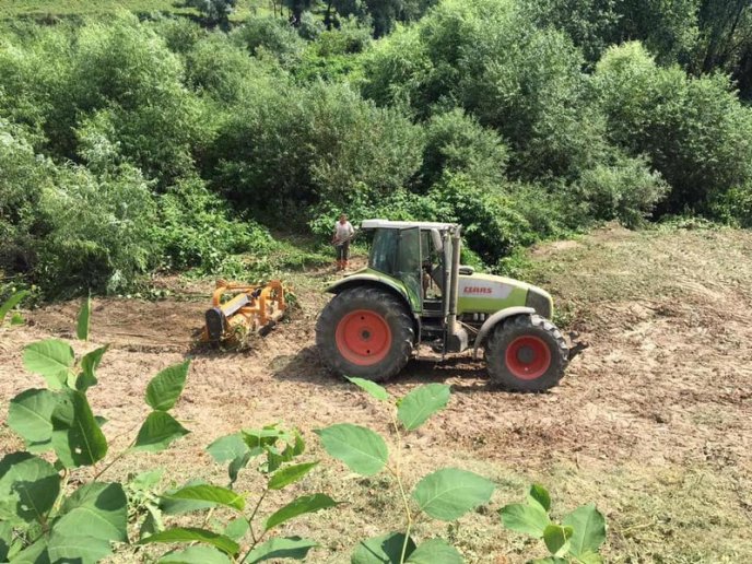 У Мукачеві береги Латориці очищають від борщівника – 01