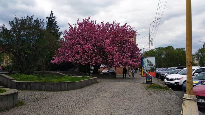 В Ужгороді квітне близько 2000 сакур – 01