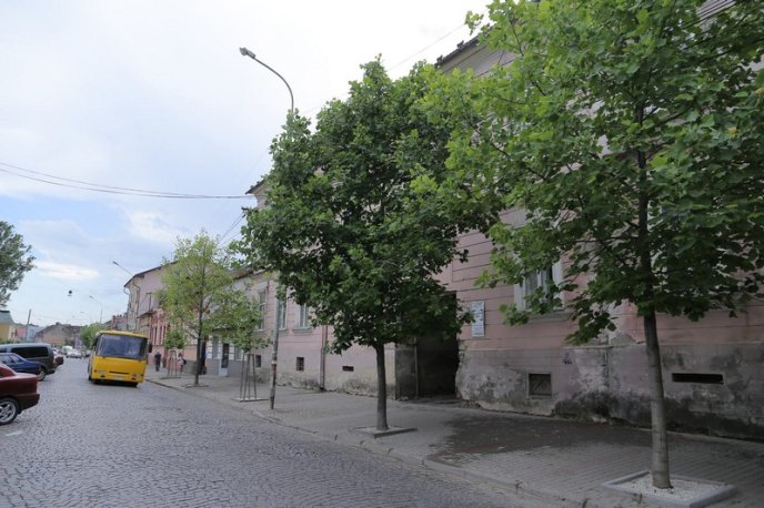 Тюльпанові дерева вже квітнуть у Мукачеві – 11