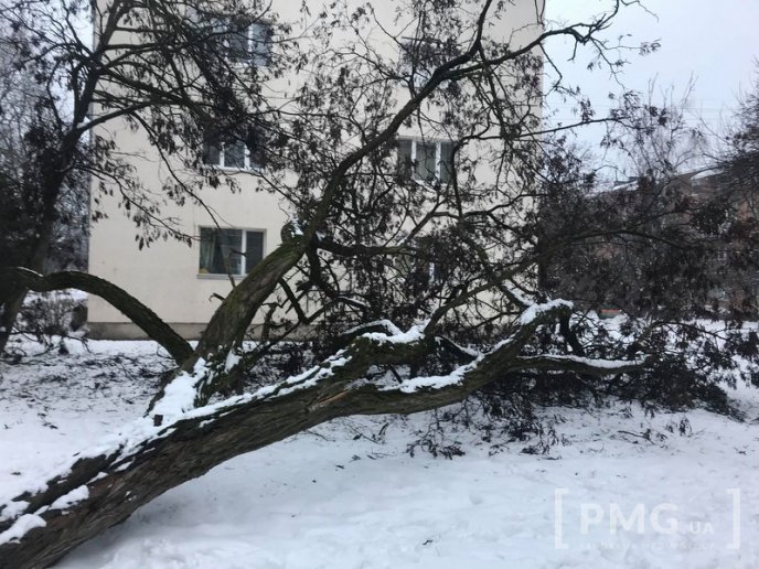 У Мукачеві величезне дерево впало на дитячий майданчик – 01