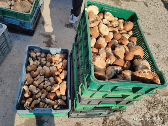 В одному з міст області за день скуповують сотні кілограм грибів – 03 В одному з міст області за день скуповують сотні кілограм грибів – 03