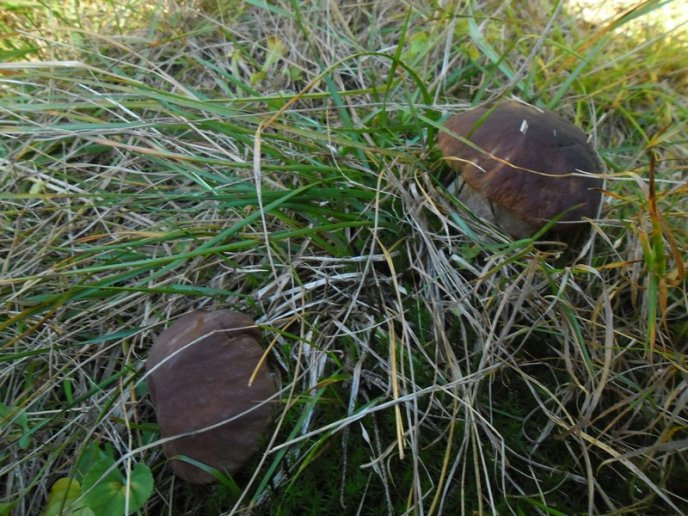 У лісах Закарпаття збирають щедрий грибний урожай – 37