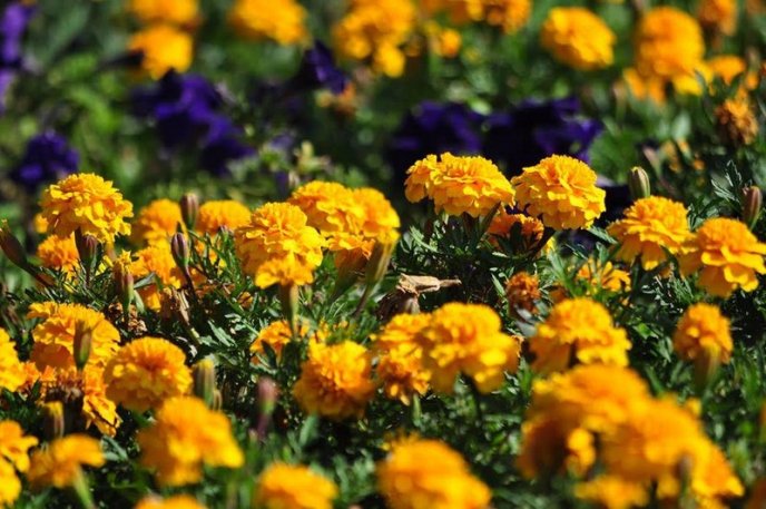 Ужгород буяє квітковим різнобарв’ям – 19