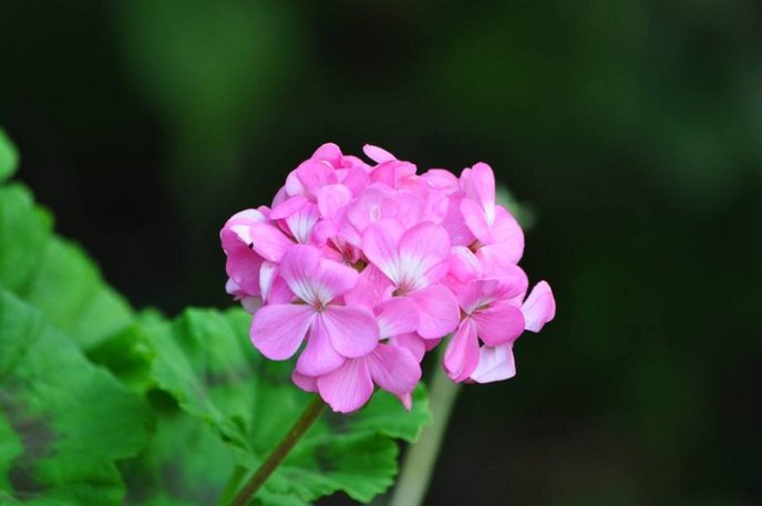 На площах Ужгорода висадили 1500 кущів хризантем – 13