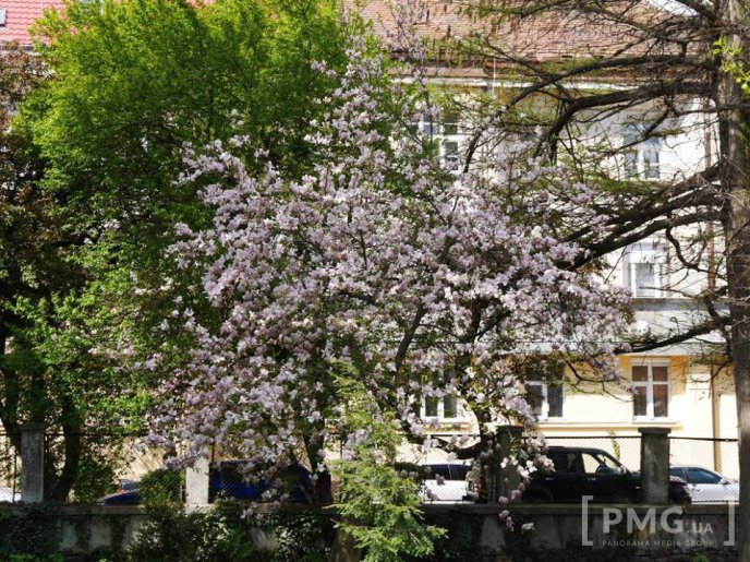 В Ужгороді чиновники посадили два екзотичні дерева – 07