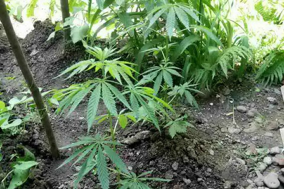 Закарпатки вирощували вдома коноплю для "лікування" – 02 Закарпатки вирощували вдома коноплю для "лікування" – 02