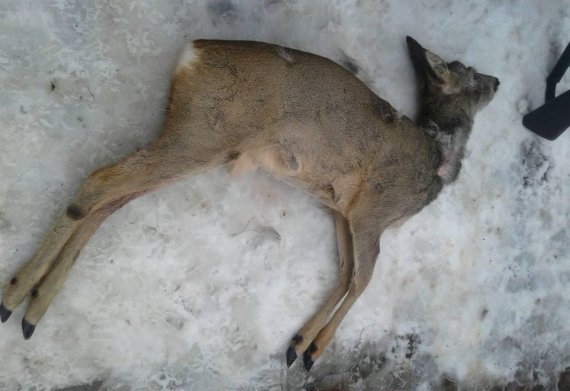 Незаконне полювання: чоловік підстрелив косулю та втік – 01