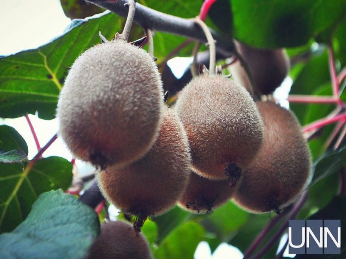 На Закарпатті почали збирати врожай унікального сорту ківі – 06