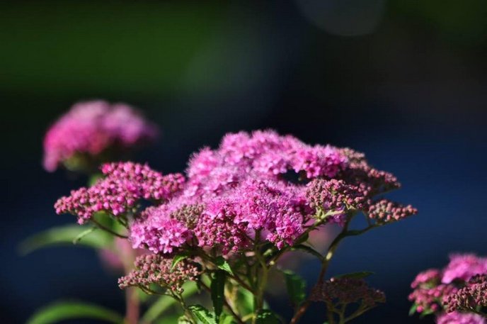 Ужгород буяє квітковим різнобарв’ям – 04