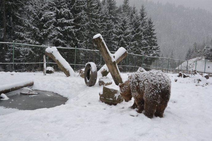 Соцмережі підкорюють фото ведмедів з Синевиру – 05 Соцмережі підкорюють фото ведмедів з Синевиру – 05