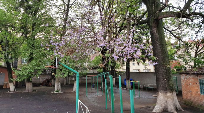 У Мукачеві розквітло Адамове дерево – 01