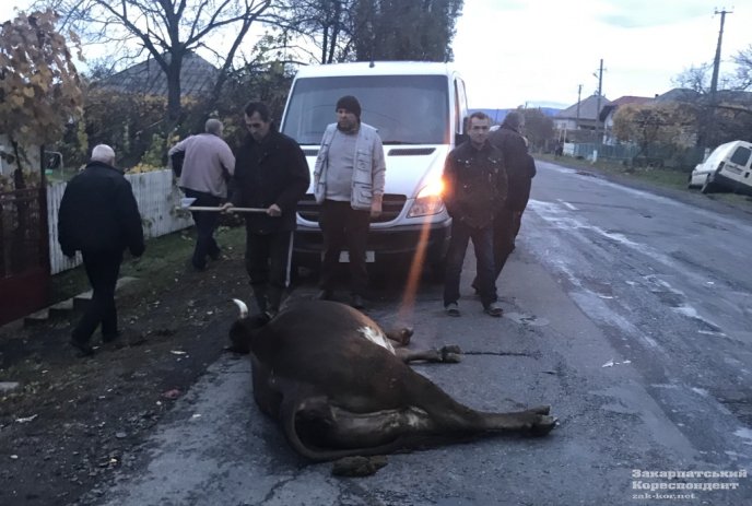 На Виноградівщині зранку водій збив корову. Тварина загинула на місці – 01