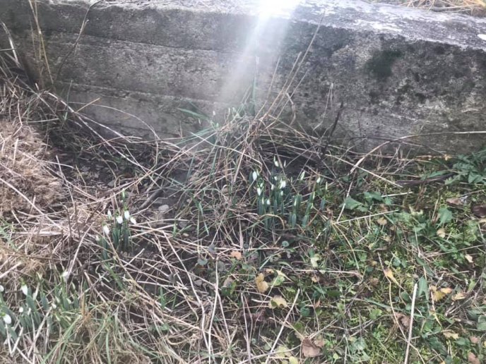 На Закарпатті з’явилися підсніжники, —  соцмережі – 01