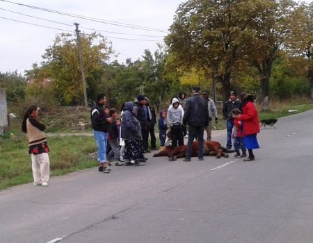У Виноградові "Ауді" збила на дорозі коня (ФОТО) – 01
