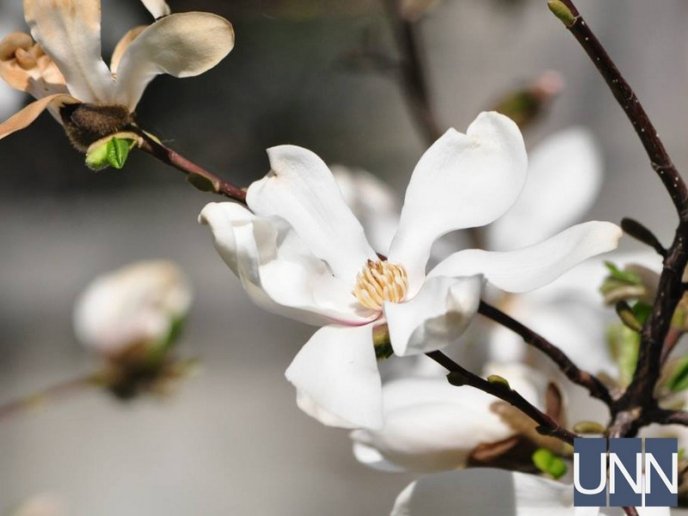 Ужгород потопає у цвіті магнолій – 06