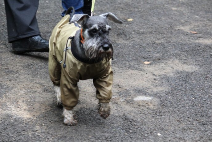 В Ужгород привезли понад 150 собак із різних областей України – 03