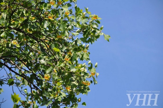 В Ужгороді зацвіло тюльпанове дерево – 01