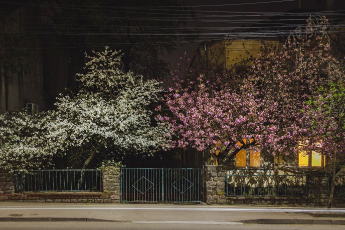 Сакури в Ужгороді: де знайти найкрасивіші дерева (мапа) – 03