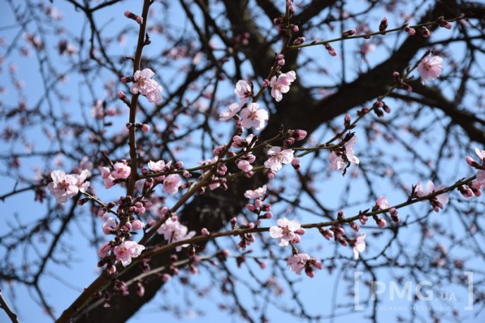 Мукачівці та гості міста вже милуються цвітінням сакур та магнолій – 04
